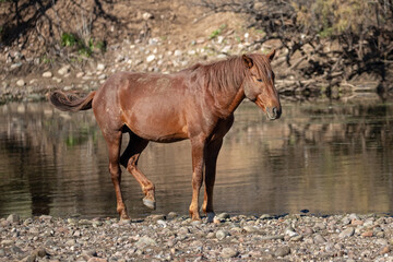 Red bay wild horse stallion standing on river rock bank in southwest United States