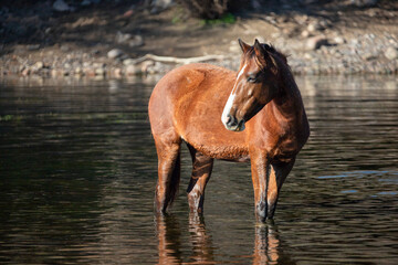 Red bay wild horse stallion standing in the Salt River near Mesa Arizona United States