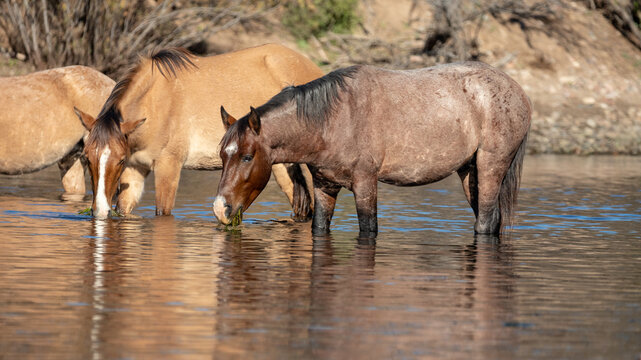 Herd of wild horses feeding on eel grass in the Salt River near Mesa Arizona United States
