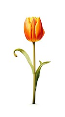 Tulip flower isolated on white background. Beautiful blooming plant. Generative AI