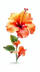 Hibiscus flower isolated on white background. Beautiful blooming plant. Generative AI