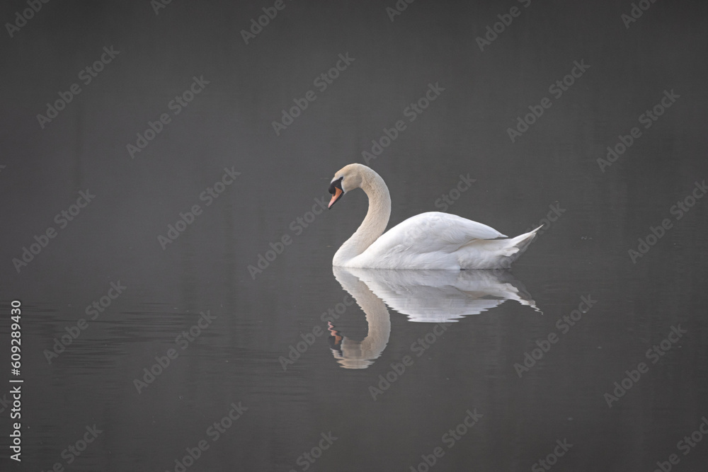 Aufkleber a minimalistic view of a mute swan in the early morning mist. It is reflected in the water and there is clear natural space all around for type