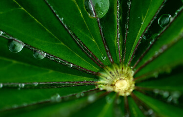 Fototapeta na wymiar drops of water on a blade of the lupine leaf