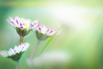 wildflower daisy flower close-up,  beautiful summer background