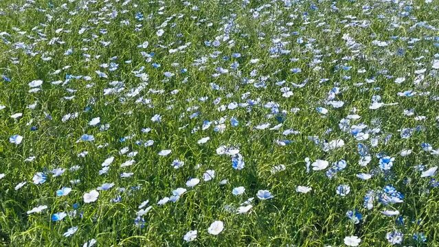 Blooming steppe, wild flax and stipa grass in the wind, untouched protected lands. Beautiful landscape of linen field - linum usitatissimum. Insect pollinators fly front of camera. Slow motion video