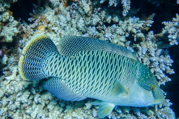 Naklejka na ściany i meble huge amazing humphead wrasse fish hovers near the reef in marsa alam