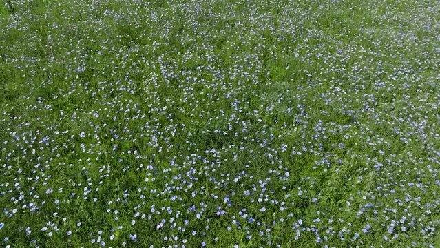 Blooming steppe, wild flax and stipa grass in the wind, untouched protected lands. Beautiful landscape of linen field - linum usitatissimum. Insect pollinators fly front of camera. Slow motion video