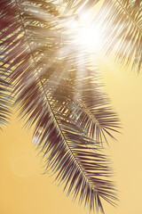 Sun rays through the palm tree leaves background. Summer sunset scenery. Holidays and summertime background.