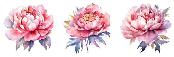 Peonies Watercolor Illustration Beautiful Isolated Flowers Floral Decoration Clip Art Isolated Background for Wedding Baby Shower Invitations Greeting Card