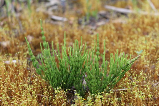 lycopodium