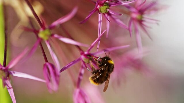 Slow motion of bumble-bee collecting pollen and nectar from an ornamental garlic flower, macro shot. Filmed on high speed cinematic camera at 1000 fps.