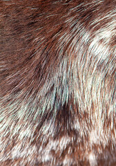 Beautiful spotted fur close-up. Texture of brown animal wool. Dog fur.