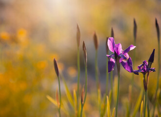 Fioletowe Irysy , wschód słońca © mycatherina