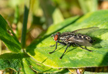 flesh fly on leaf in the garden