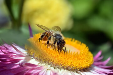 Biene auf einer Garten-Strohblume