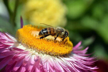 Biene auf einer Garten-Strohblume
