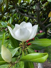  Magnolia grandiflora flower in bloom closeup shot
