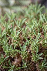Green leaves on succulent plants.