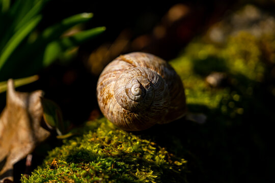 snale in nature