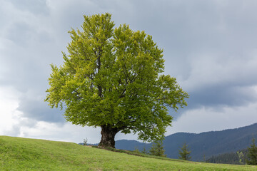 Fototapeta na wymiar Single old beech on a montane meadow in the Carpathians