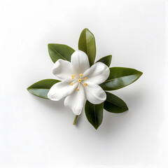 Naklejka na ściany i meble Bouquet of white jasmine flower plant with leaves isolated on white background. Flat lay, top view. macro closeup 