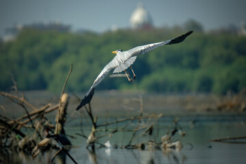 heron flying on the lake
