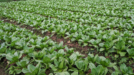 field of pak choi or bok hoi. chinese cabbage field. Green leaf vegetables for Asian cuisine.