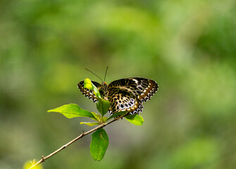 Cethosia nietneri butterfly on a flower