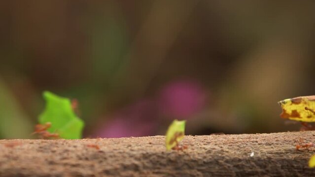 Trail of leaf cutter ants carrying leaves to their nest - stock video