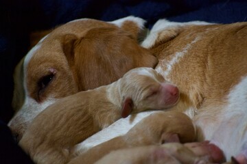 Lemon Beagle and Pups after delivery