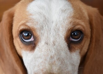 Sad Lemon Beagle Eyes