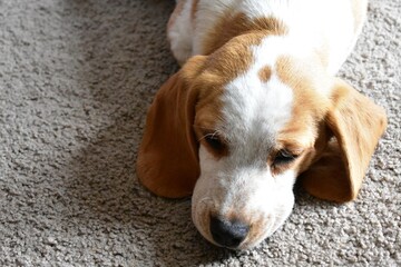 Sleepy Lemon Beagle on Carpet