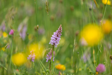 A common spotted orchid in a wildflower meadow in Sussex, with a shallow depth of field