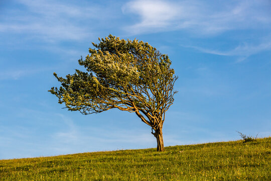 Looking up at a windswept hawthorn tree on a South Downs hillside, on a sunny late spring day