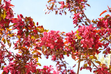 Beautiful cherry blossoms in a beautiful spring park