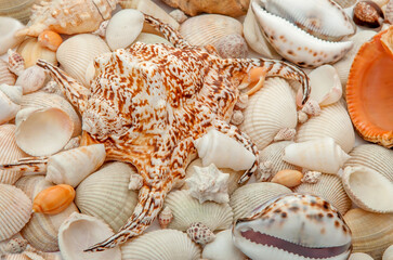 Conch Sea shells and starfish beautifully neatly laid out as a background or texture as a concept of a sea resort rest and vacation