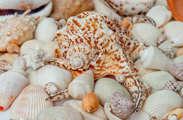 Conch Sea shells and starfish beautifully neatly laid out as a background or texture as a concept of a sea resort rest and vacation