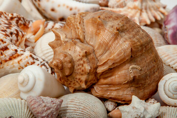 Conch Sea shells and starfish beautifully neatly laid out as a background or texture as a concept of a sea resort rest and vacation