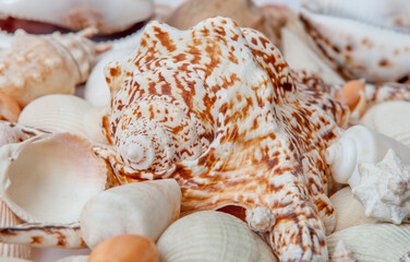 Conch Sea shells and starfish beautifully neatly laid out as a background or texture as a concept of a sea resort rest and vacation
