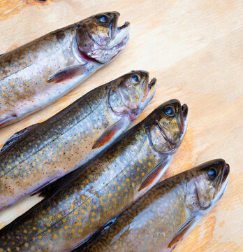 Group of brook trout freshly caught