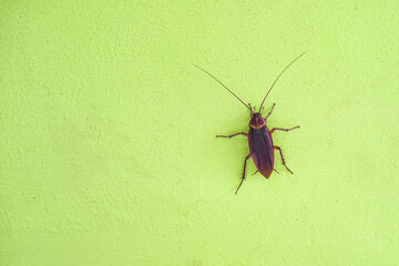 close-up of a red cockroach on a green wall