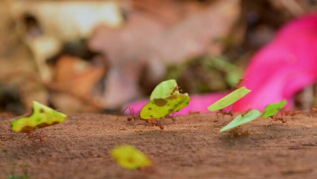 Trail of leaf cutter ants carrying leaves to their nest - stock video