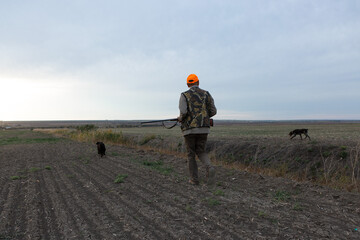 Mature man hunter with gun while walking on field with your dogs