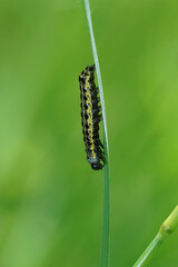 Vertical close-up on the colorful caterpillar of the Blossom Underwing owlet moth , Orthosia miniosa on a grass-straw