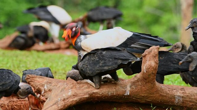 King Vulture (Sarcoramphus papa)  feeding on carrion, Costa Rica, Central America - stock video