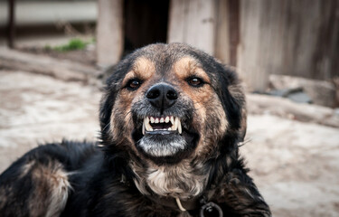 A dog on a chain guards the territory. The dog lives in captivity, suffers from inhumane treatment...