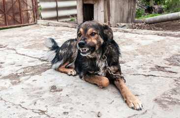 A dog on a chain guards the territory. The dog lives in captivity, suffers from inhumane treatment...
