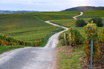 Winding road in the vineyard of Champagne, France