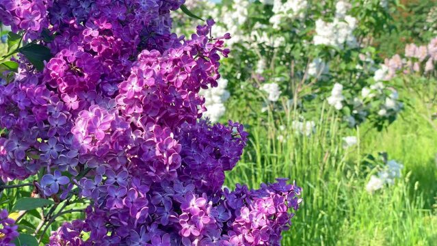 Lilac purple flowers branch bouquet with green leaves background, 4K footage clip