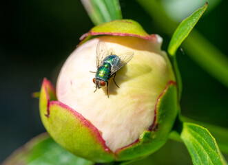 housefly isolated on the flower